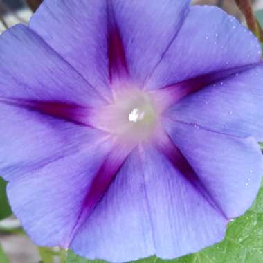 Ipomoea indica