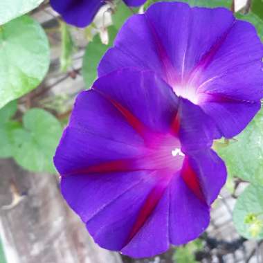 Ipomoea purpurea 'Grandpa Ott'