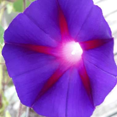 Ipomoea purpurea 'Grandpa Ott'