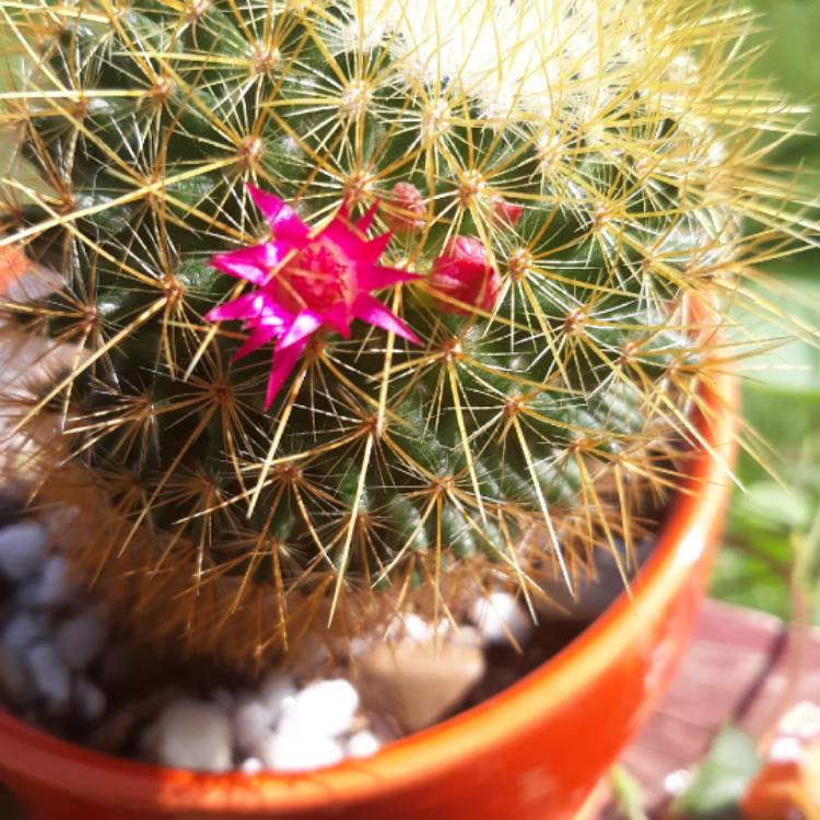 plant image 1125963