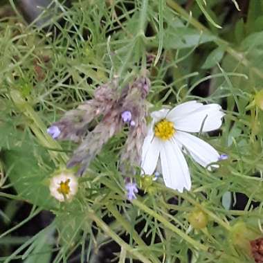 Cosmos Purity