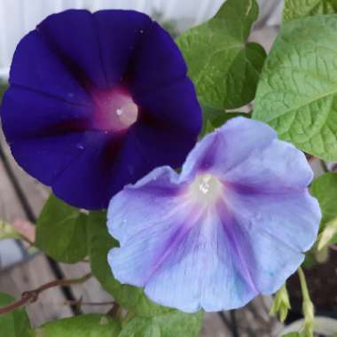 Ipomoea indica