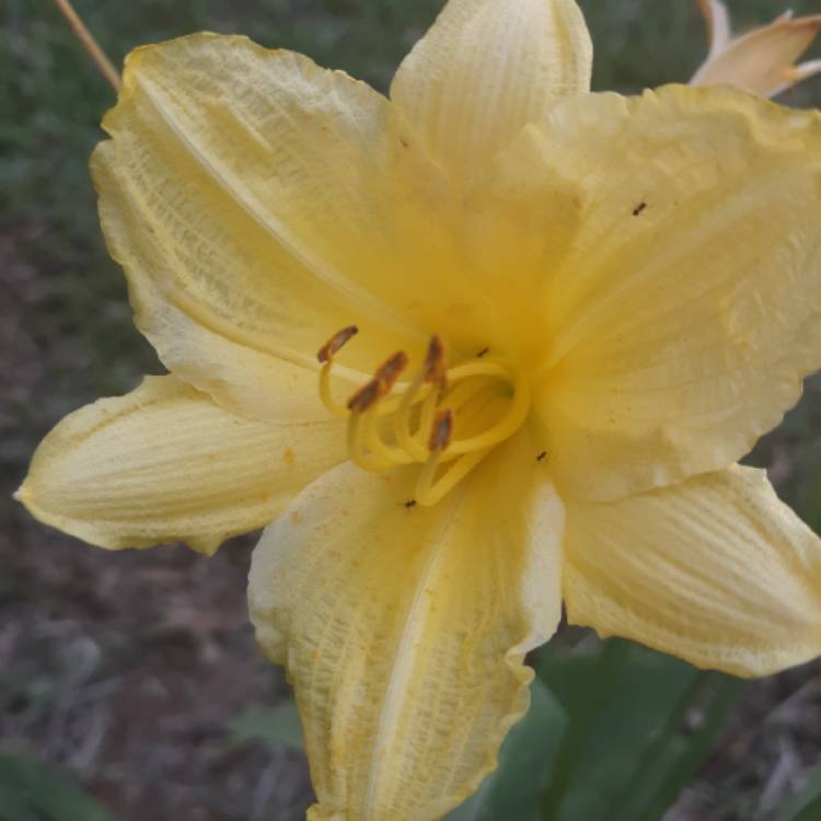 plant image 1128355