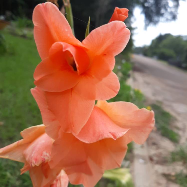 Plant image Gladiolus 'Peche Melba'