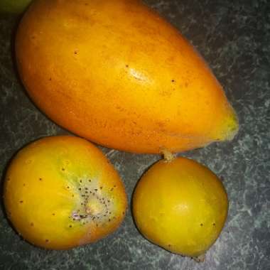 Cucumis sativus