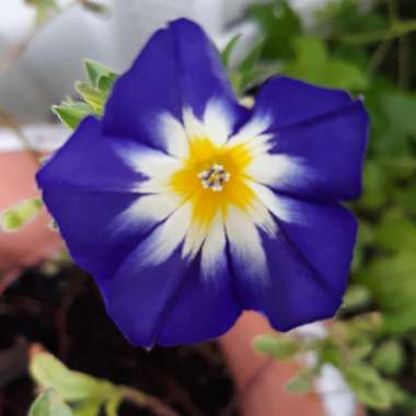 Convolvulus Tricolor 'Blue Ensign'
