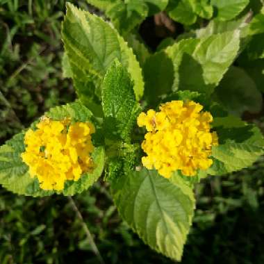 Lantana camara 'Samantha'