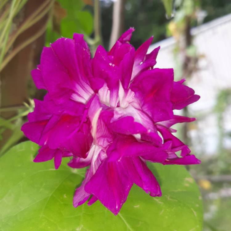 plant image 1135380