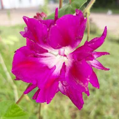 Ipomoea Purpurea 'Sunrise Serenade'