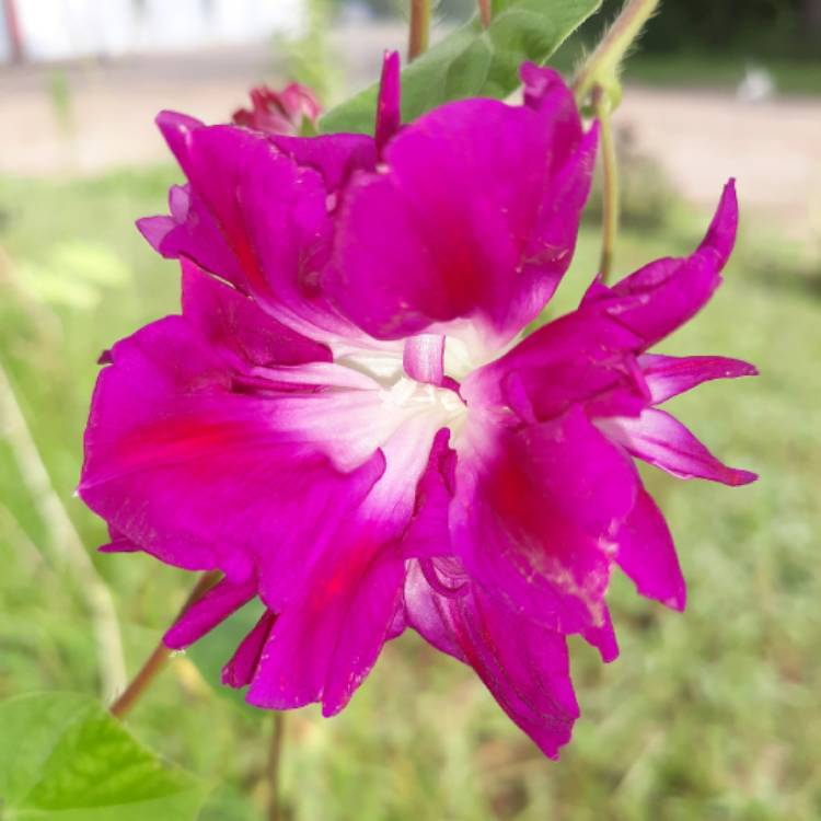 plant image 1135451