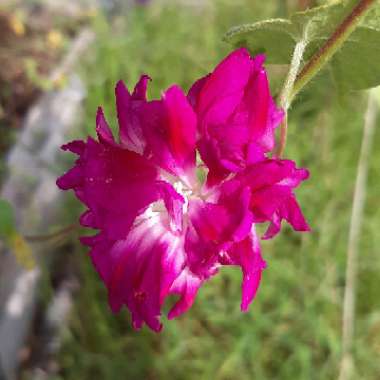 Ipomoea Purpurea 'Sunrise Serenade'