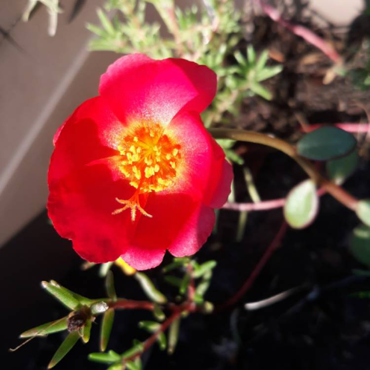 Plant image Portulaca grandiflora
