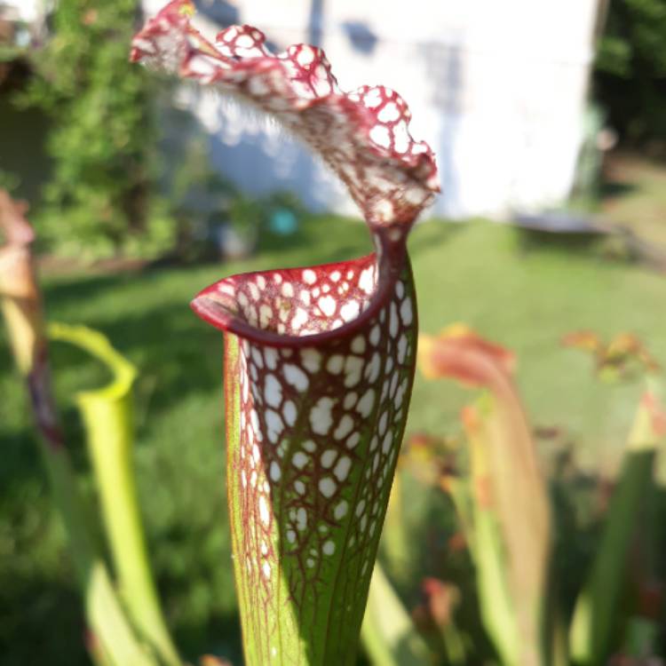 plant image 1136810 plant image 1136810