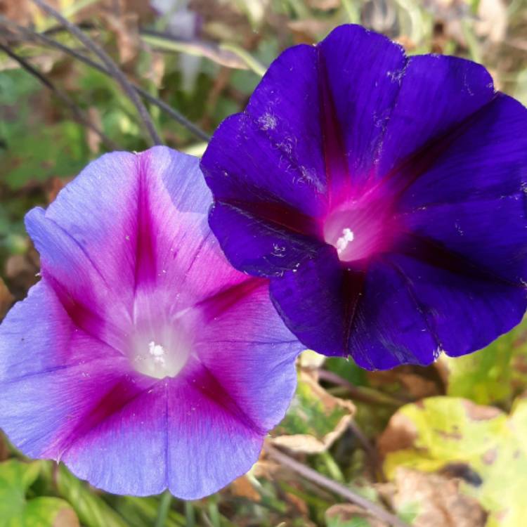 Plant image Ipomoea