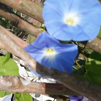 Ipomoea tricolor 'Heavenly Blue'