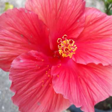Hibiscus