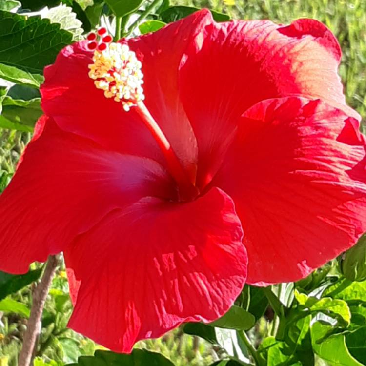 plant image 1144636