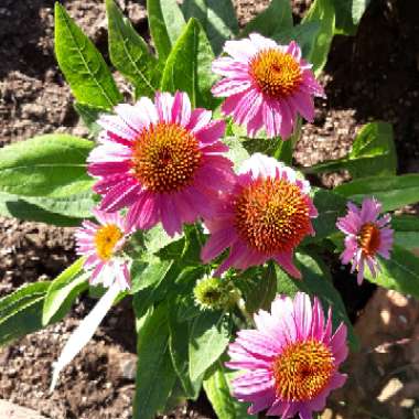 Echinacea purpurea 'Pas702917' (PowWow Series) syn. Echinacea 'PowWow Wild Berry'