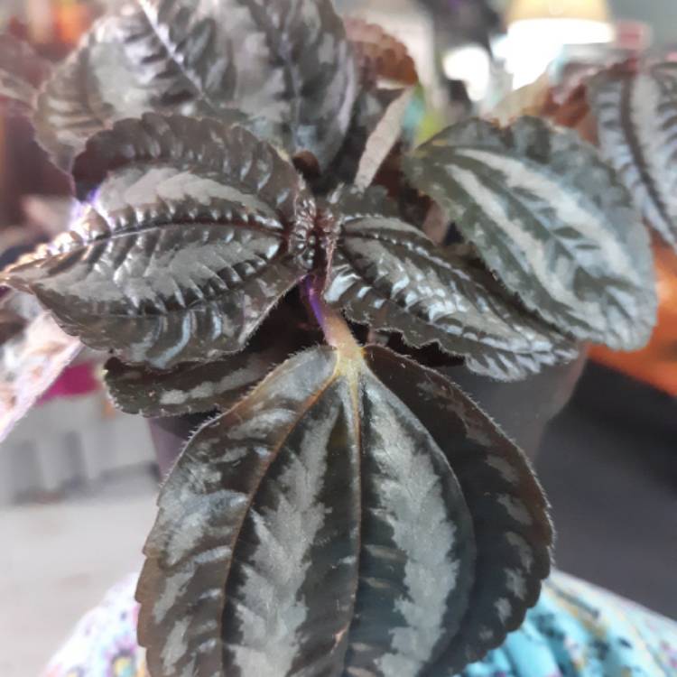 Plant image Pilea involucrata 'Norfolk'