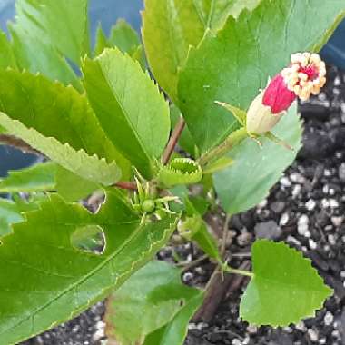 Hibiscus rosa-sinensis