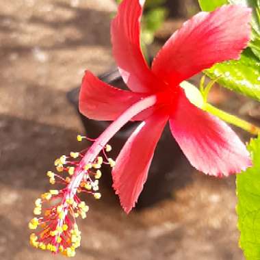 Hibiscus rosa-sinensis