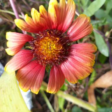 Rudbeckia