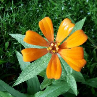 Zinnia elegans