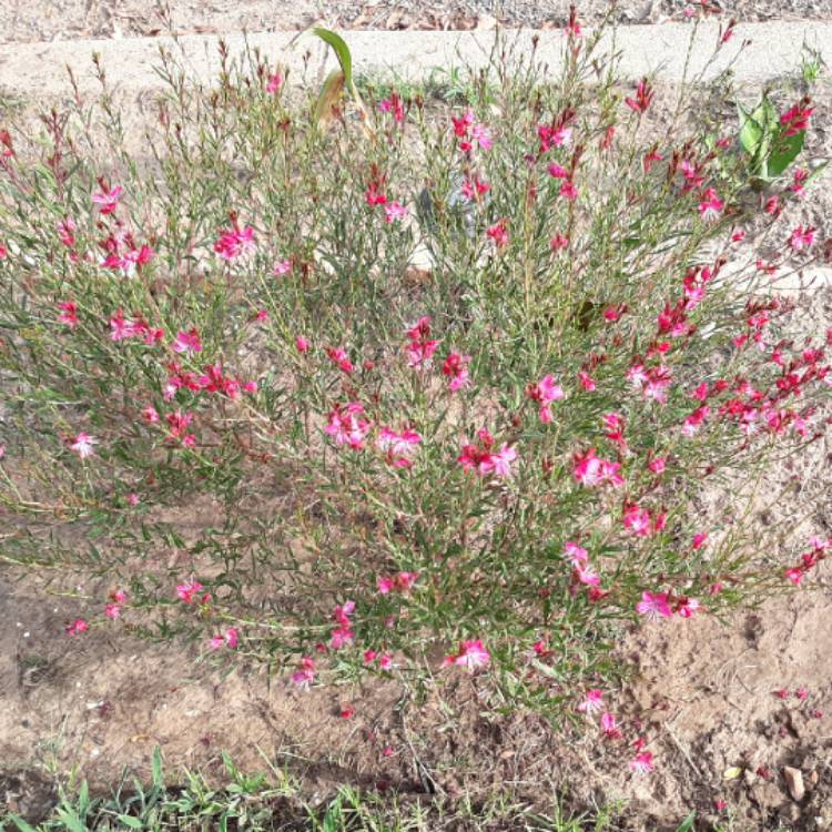 plant image 1157485 plant image 1157485