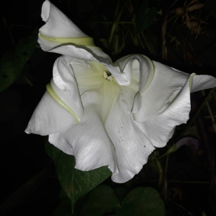 plant image 1157851
