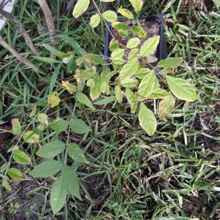 plant image 1157857