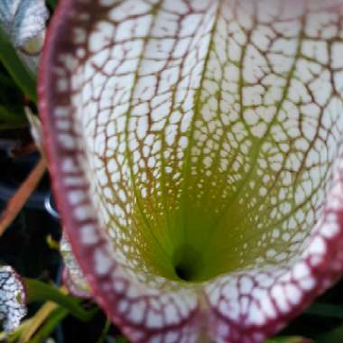 Sarracenia leucophylla 'Tarnok'