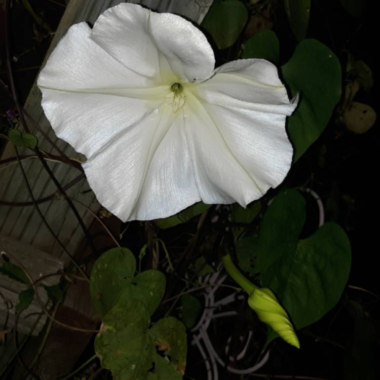 plant image 1169157