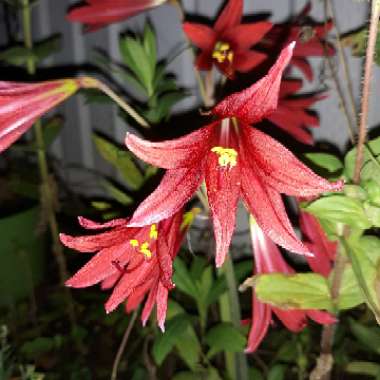 Rhodophiala bifida