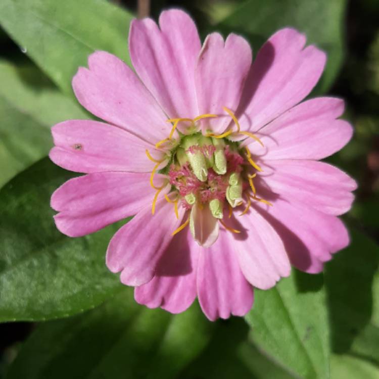 Plant image Zinnia elegans 'Pinca'