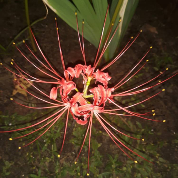 plant image 1173921