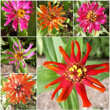 Zinnia elegans