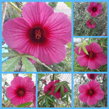 Hibiscus cannabinus