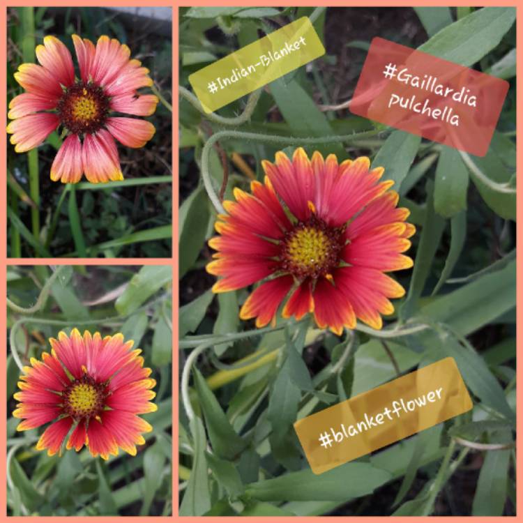 Plant image Gaillardia
