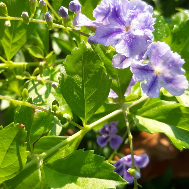 Plant image Duranta erecta 'Sapphire Showers'