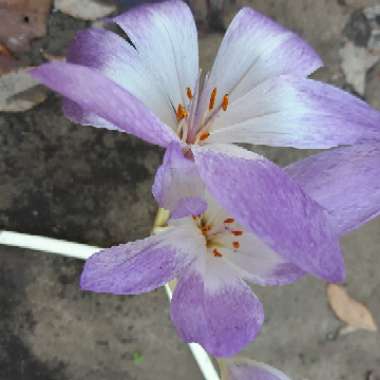 Colchicum 'Lilac Wonder'