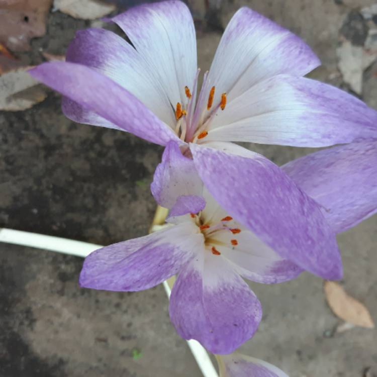 plant image 1194761