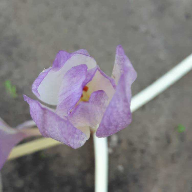 plant image 1194880