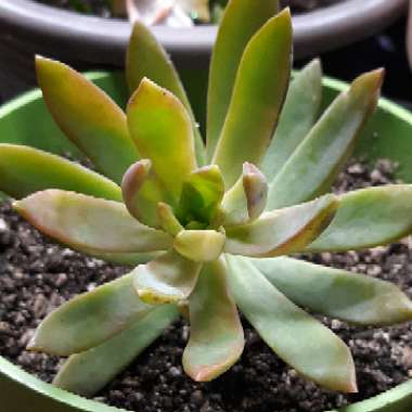 Sedum 'Pat's Pink' syn. Sedeveria 'Pat's Pink', Sedum 'Pam's Pink'