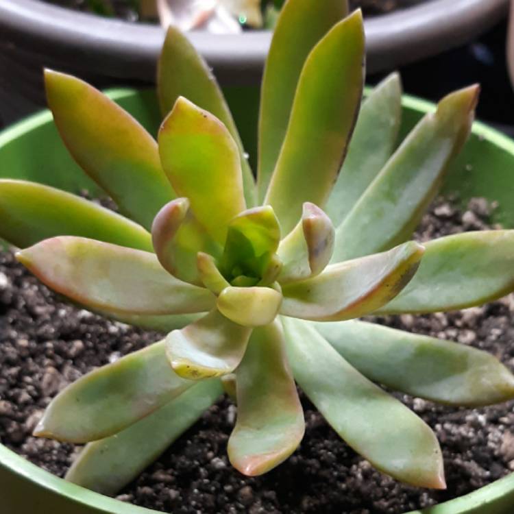 Plant image Sedum 'Pat's Pink' syn. Sedeveria 'Pat's Pink', Sedum 'Pam's Pink'