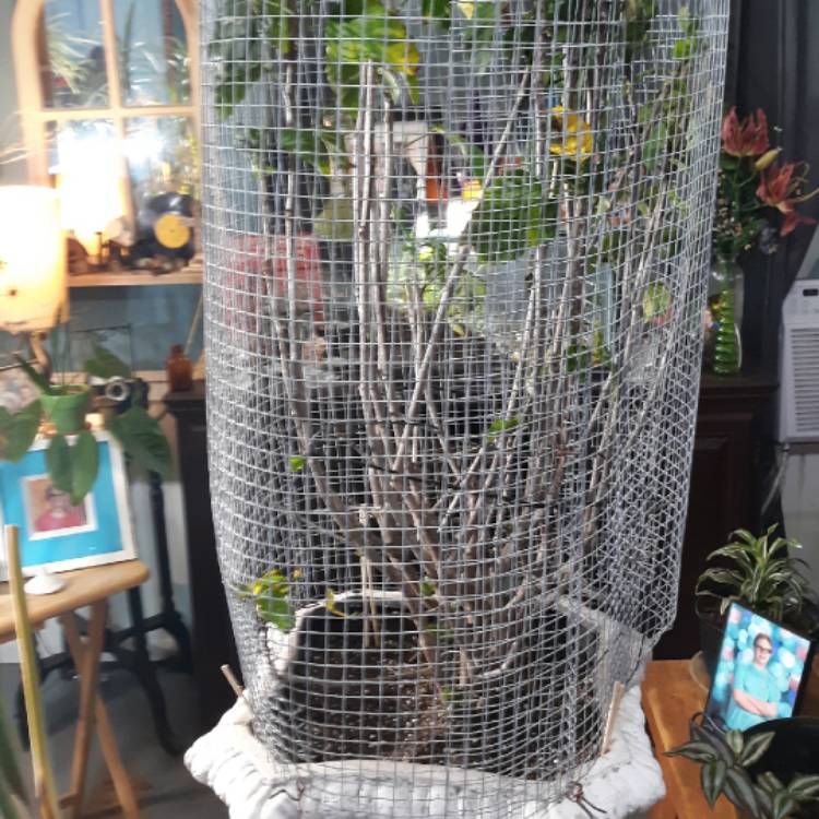 plant image 1198640