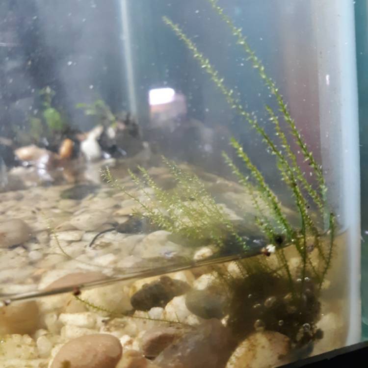 Plant image Taxiphyllum barbieri 