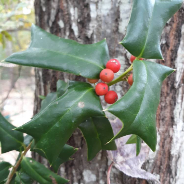 Plant image Ilex cornuta
