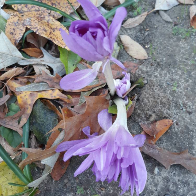 plant image 1202495