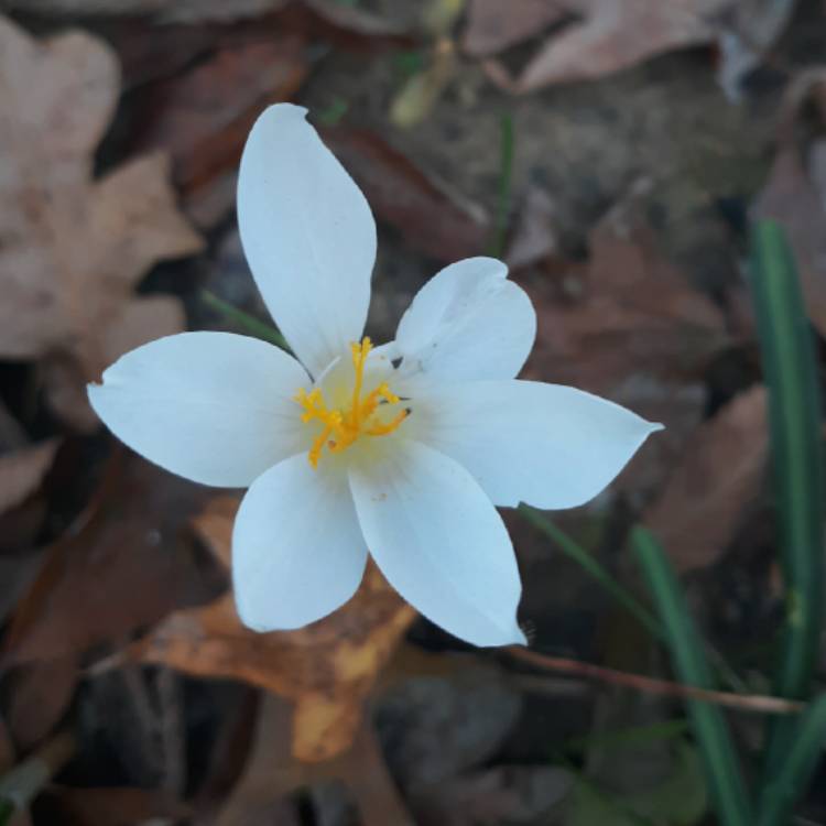 Plant image Crocus speciosus 'Albus'