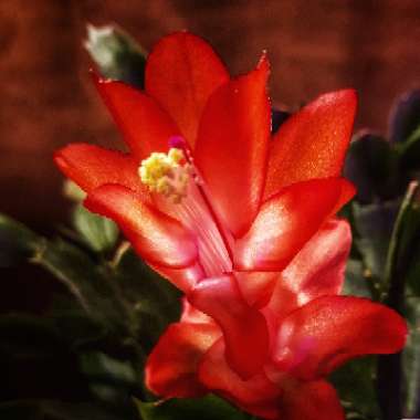 Schlumbergera truncata